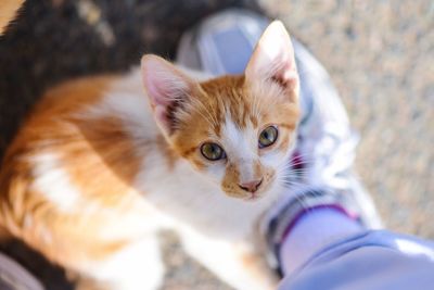 Close-up portrait of kitten on hand