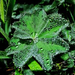 Close-up of wet plant leaves during rainy season