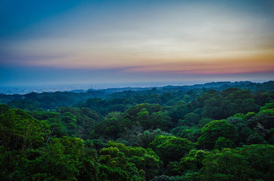 Scenic view of forest against sky during sunset
