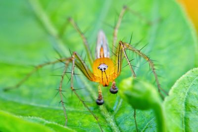 Close-up of insect on plant