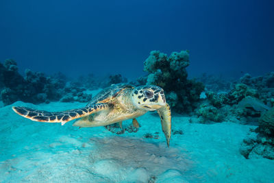 View of turtle swimming in sea