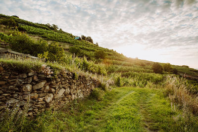 Vineyards on a cloudy day