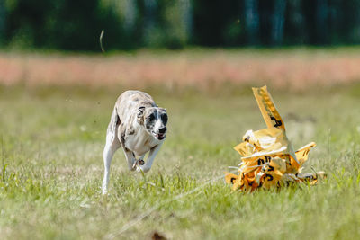 Whippet dog