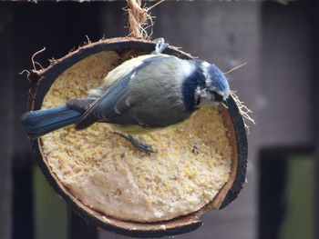 Close-up of bird perching on feeder