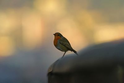 Close-up of bird perching on feeder
