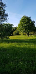 Scenic view of grassy field against sky