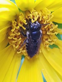 Close-up of bee on sunflower