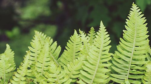 Close-up of fern leaves