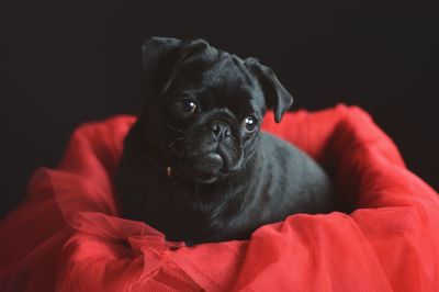 Close-up portrait of puppy