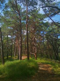 Trees in forest