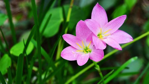 Close-up of pink flowers