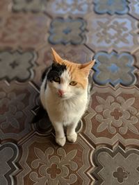 Cat on floor at home