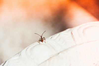 Close-up of insect