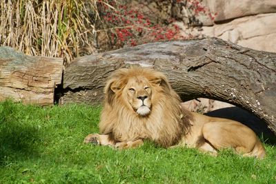 Portrait of cat relaxing on grass