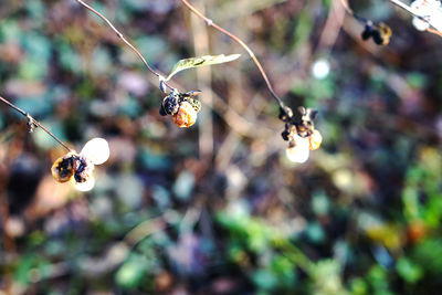 Close-up of insect on web