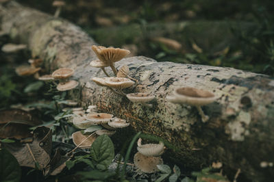 Close-up of mushrooms growing outdoors