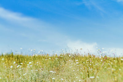 Scenic view of grassy field against cloudy sky