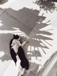 High angle view of cat on shadow