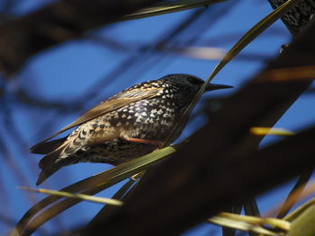 Low angle view of bird perching on branch