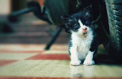 Close-up portrait of cat