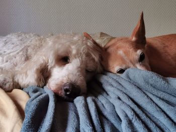 Close-up of dog sleeping on bed at home