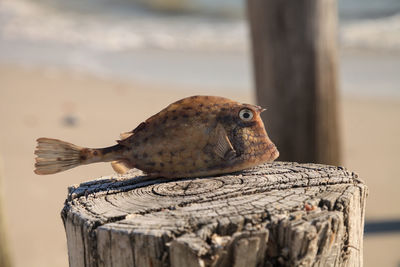 Scrawled cowfish acanthostracion quadricornis that has died from red tide on naples beach in naples