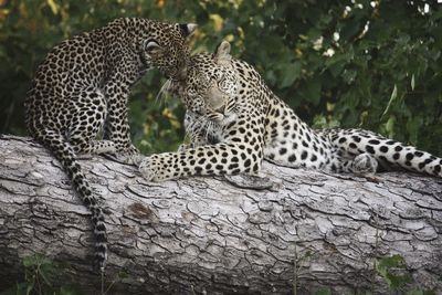 Low angle view of leopards on tree