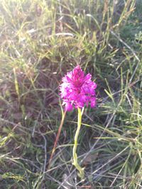 Close-up of pink flowering plant on field