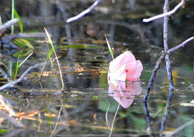Close-up of wet flowers in rainy season