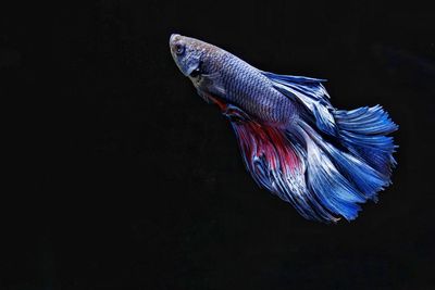 Close-up of fish against black background