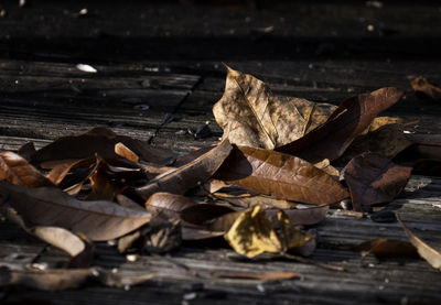 Close-up of dried leaves on wood