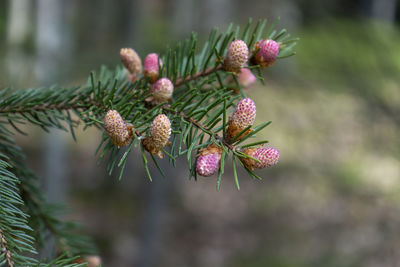 Close-up of red flowering plant