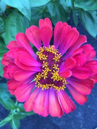 Close-up of pink flower