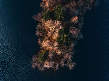 Aerial view of trees at sea