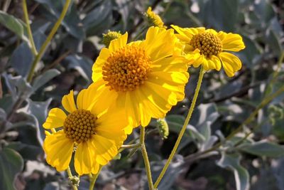 Close-up of yellow flowering plant on field