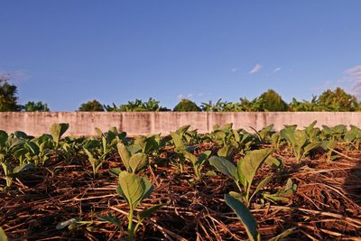 Chinese kale in agricultural field, thailand