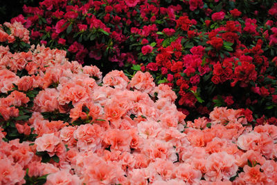 Close-up of pink flowers