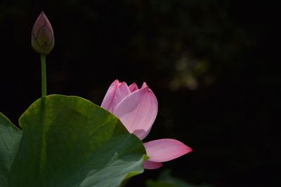 Close-up of pink flowers