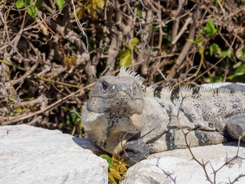 Close-up of lizard on rock