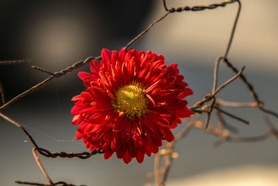 Close-up of red rose