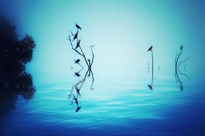 Silhouette birds by lake against blue sky