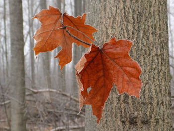 Close-up of maple leaf on tree during autumn