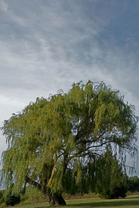 Low angle view of trees against sky