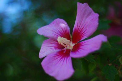 Close-up of purple flowering plant