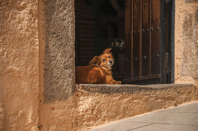 Portrait of a dog looking through window