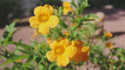 Close-up of yellow flowering plant