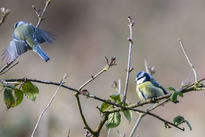 Birds perching on branch