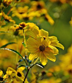 Close-up of yellow flowers blooming in park