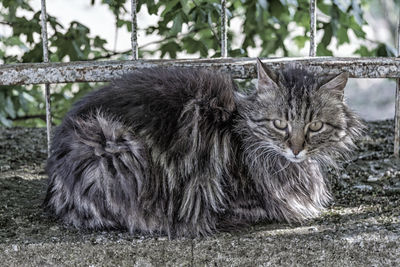 Close-up portrait of cat sitting outdoors