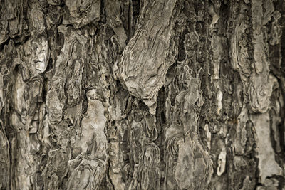 Full frame shot of tree trunk